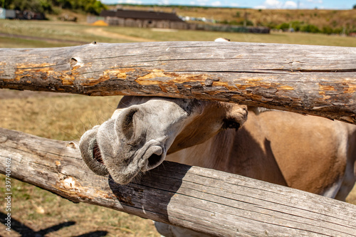 
Funny close-up portrait of kulan (Asian donkey) head photo