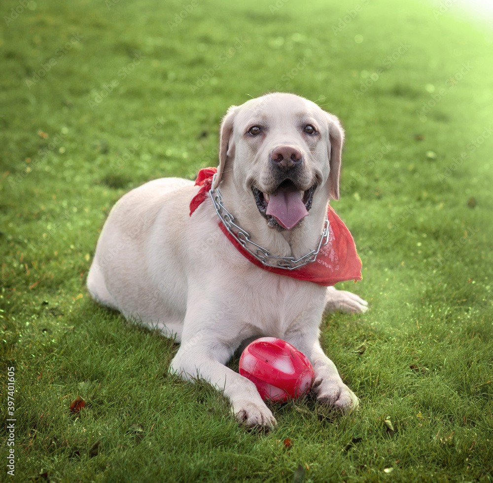 A white Labrador lies on the green grass with a red scarf around its neck and a red ball between its front paws. He sticks out his tongue and looks at us cheerfully. Image
with selective focus.