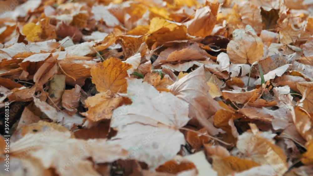 Yellow fallen autumn leaves close up Yellow fallen autumn leaves close up