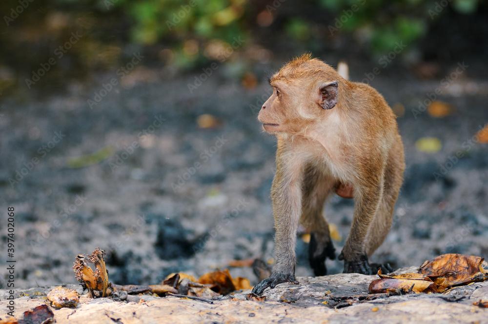 Obraz premium A cute monkey lives in a mangrove forest of Thailand.