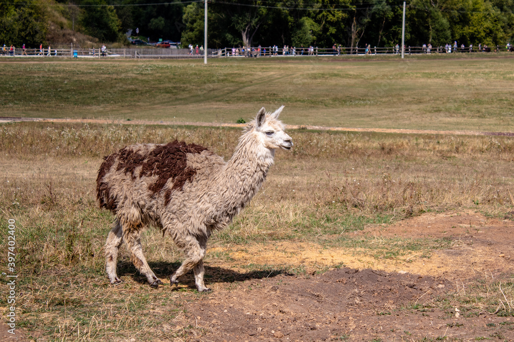 Obraz premium walking llama