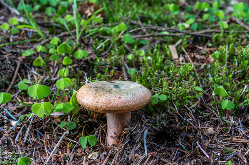 Lactarius Deterrimus