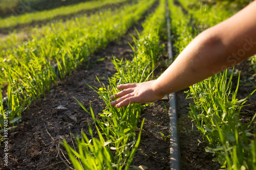 Care for the future harvest. Cultivation with drip irrigation. Love to agriculture. photo