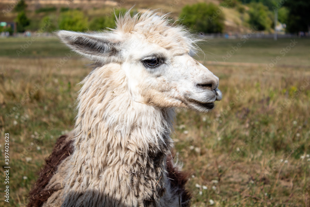 
funny portrait of a llama with a mohawk on his head