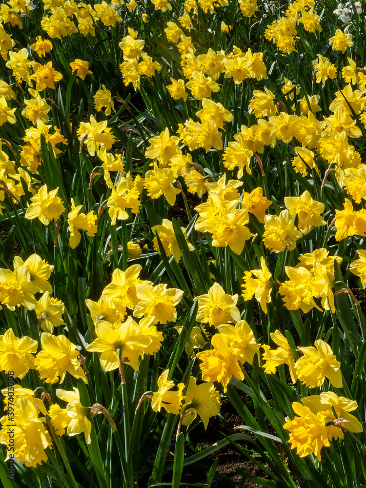 Fototapeta premium Daffodils (narcissus) a springtime yellow flower bulb plant growing outdoors in a public park during the spring season, stock photo image