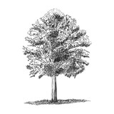 Tree illustration isolated on white background.