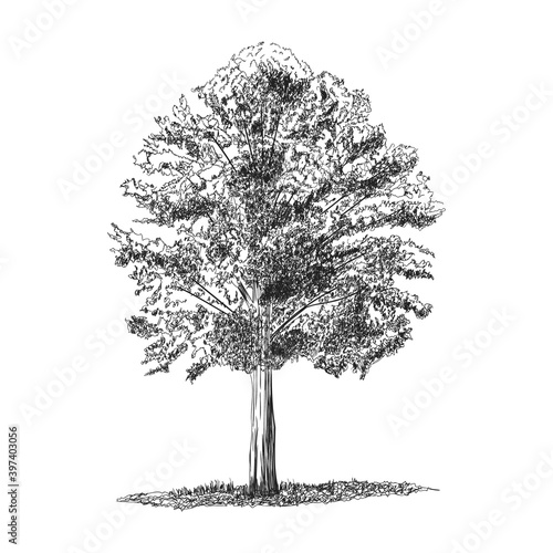 Tree illustration isolated on white background.