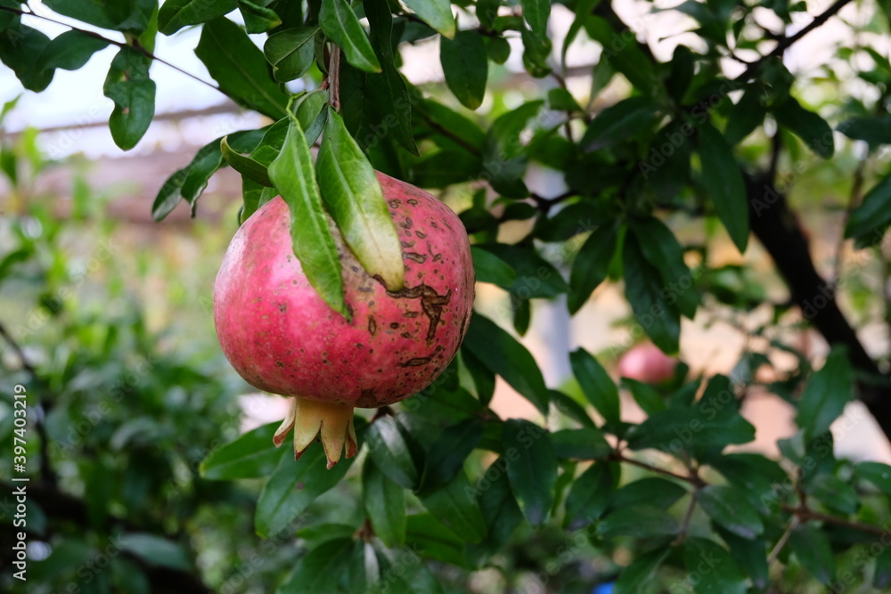 Ripe pomegranate fruit on tree branch in the garden. Colorful image with place for text, close up. Israeli New Year symbol. ripening on the tree with green leaves. It is called Ripe pomegranate fruit on tree branch in the garden. Colorful image with place for text, close up. Israeli New Year symbol. ripening on the tree with green leaves. It is called