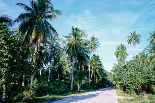 Empty road with coconut palm trees.