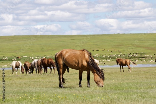 herd of horses, Mongolia 