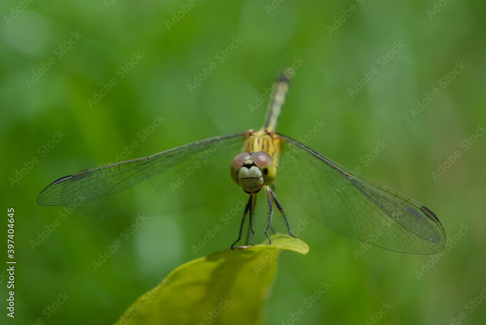 Dragonfly on green leaf in the garden. Dragonfly on green leaf in the garden.