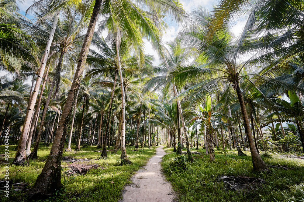Tropical landscape. Sunny day. Beautiful green coconut palms plantation. Tropical landscape. Sunny day. Beautiful green coconut palms plantation.