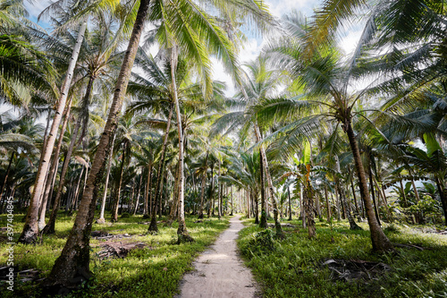 Tropical landscape. Sunny day. Beautiful green coconut palms plantation.