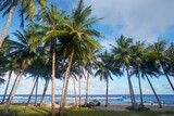 Tropical landscape. Beach with coconut palm trees.