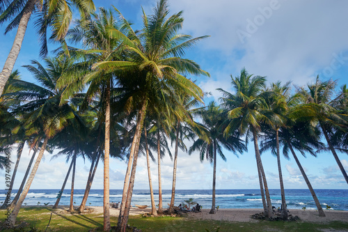 Tropical landscape. Beach with coconut palm trees.