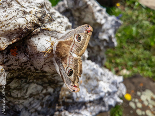 Very beauty butterfly on stone. 
