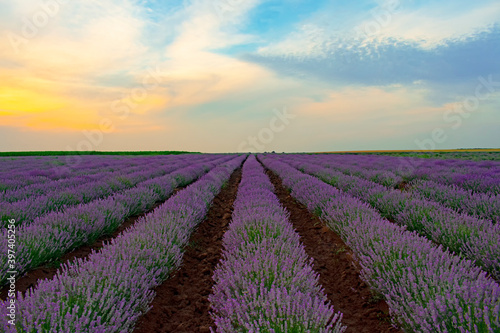 Sunset and lavender in summer