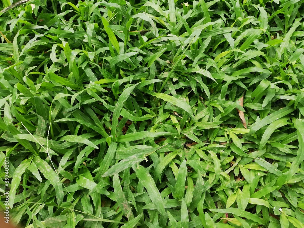 The grass is fresh and very fertile The grass is fresh and very fertile