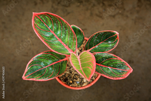 Aglaonema khanza ( kanza ) with the color and texture of the leaves are so beautiful. The dominant colors are green and pink. photo