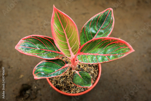 Aglaonema khanza ( kanza ) with the color and texture of the leaves are so beautiful. The dominant colors are green and pink. photo