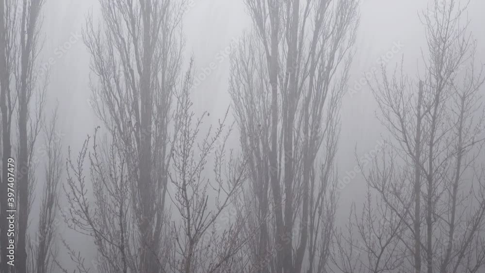 bare tree branches in the fog bare tree branches in the fog
