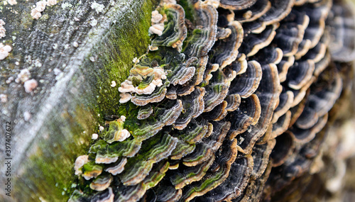 A colony of parasitic fungi grow on a tree.
