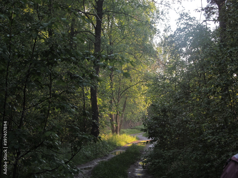 Fototapeta premium morning in the forest