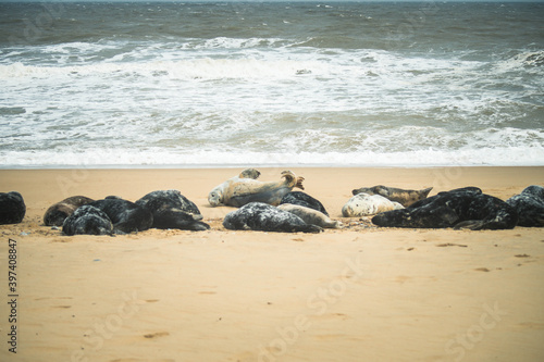 Seals in Horsey Gap, Norfolk, UK. Photographed in April 2017