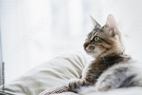 Striped cat laying on beige background. Tabby cat with green eyes. Arabian Mau breed. 