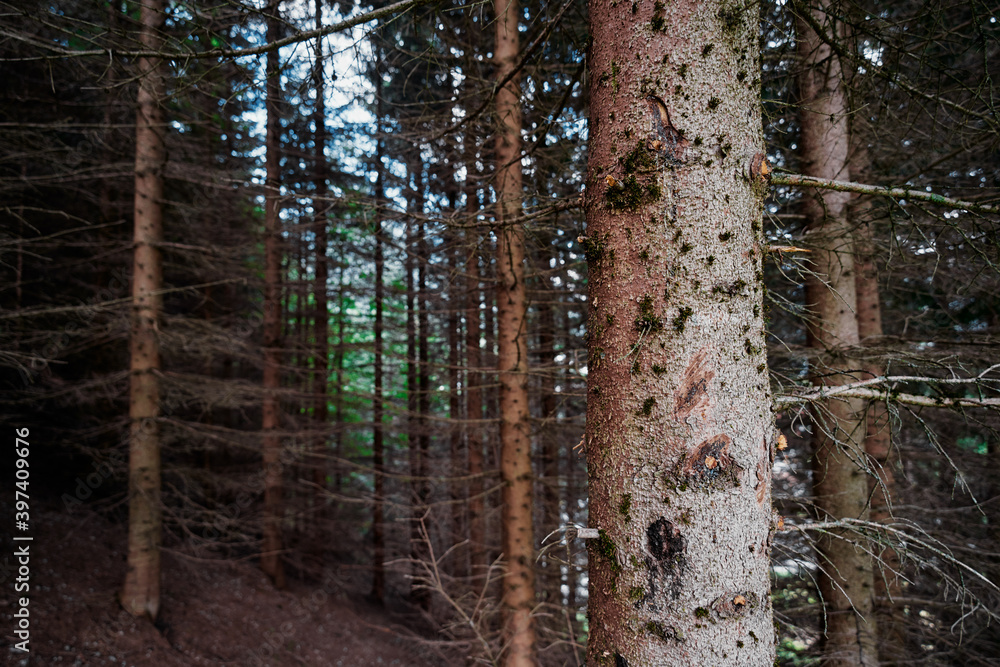 Naklejka premium Pine bark. Trees in the forest.