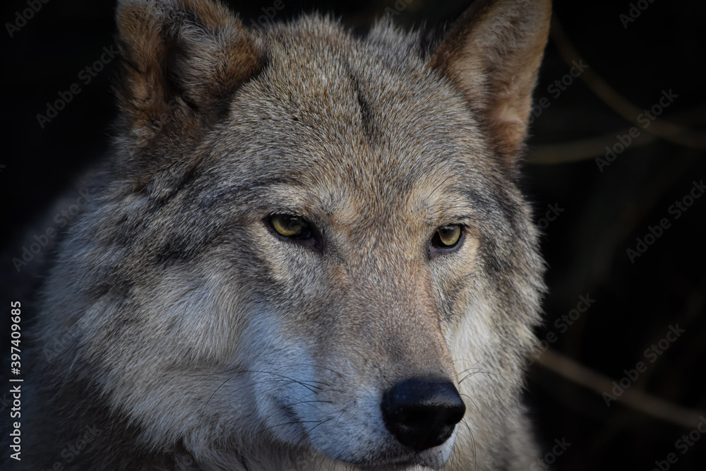 gray wolf lupus gray wolf lupus