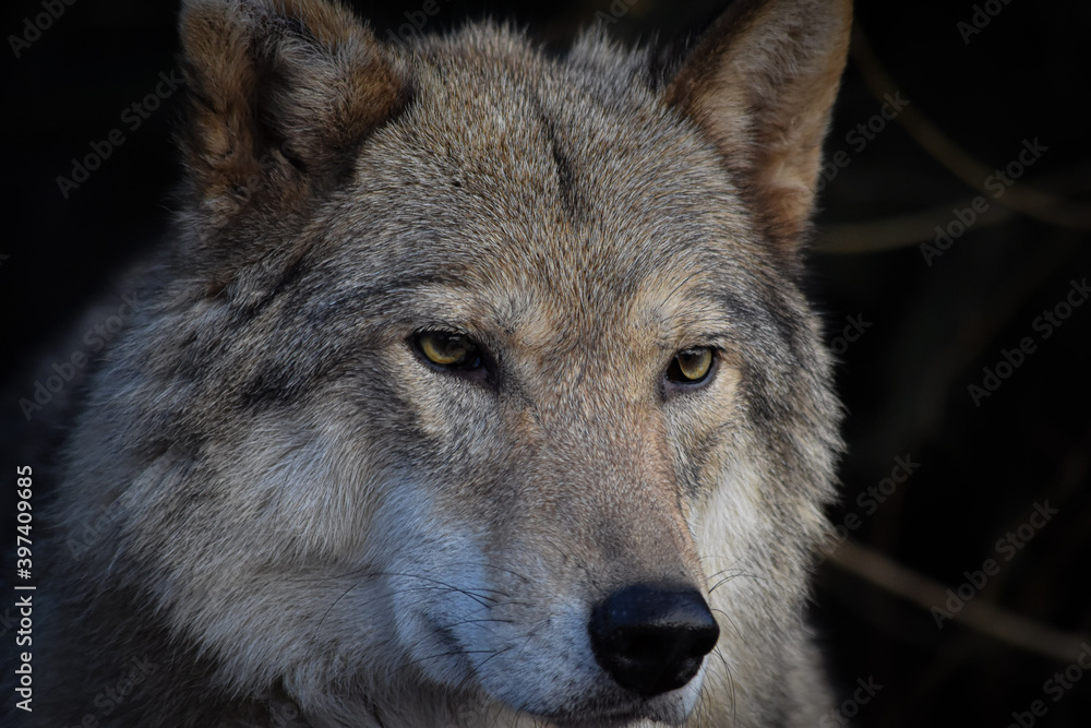 gray wolf lupus