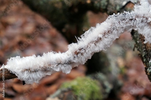 An unusual natural phenomenon   
 - mysterious hair ice on wood looks like angle hair. The fungus Exidiopsis effusa is responsible for this crystallization process. photo