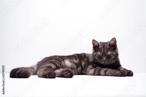 Obraz na plátně Adorable scottish black tabby kitten on white background.