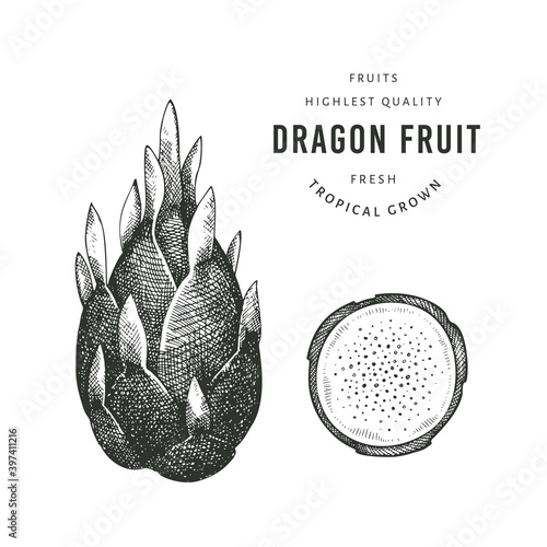Hand drawn sketch style dragon fruit. Organic fresh food vector illustration isolated on white background. Retro pitaya fruit illustration. Engraved style botanical picture.