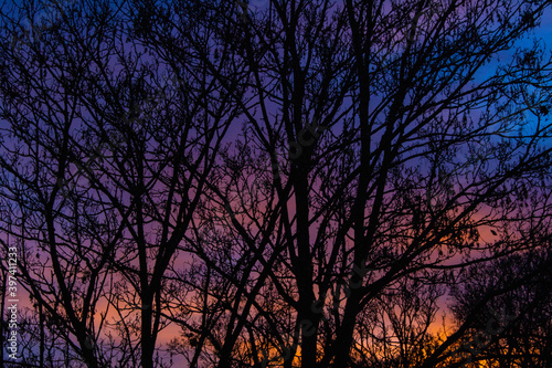 Winter Evening Sunset Behind Trees Autumnal Oranges © squeebcreative