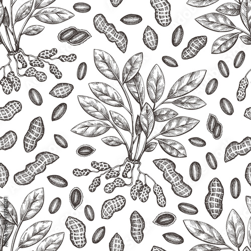 Hand drawn peanut branch and kernels seamless pattern. Organic food vector illustration. Retro nut background. Engraved style botanical picture.