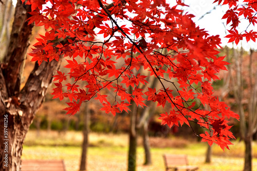 Autumn maple leaves in Hwayang-gugok, Korea photo