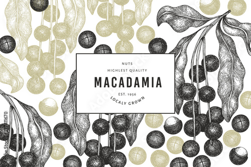 Hand drawn macadamia branch and kernels design template. Organic food vector illustration on white background. Retro nut illustration. Engraved style botanical banner.