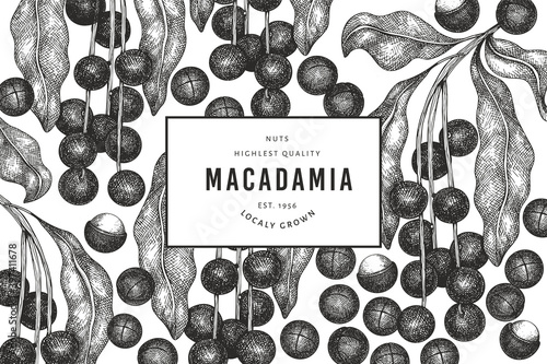 Hand drawn macadamia branch and kernels design template. Organic food vector illustration on white background. Retro nut illustration. Engraved style botanical banner.