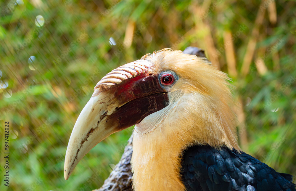 close up of a hornbill in malaga zoo close up of a hornbill in malaga zoo