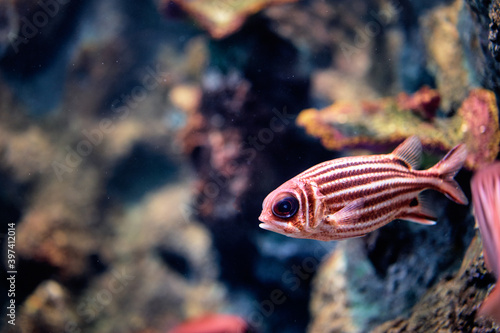 Striped fish in aquarium.