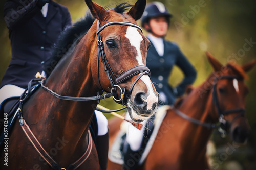 Portrait of a beautiful Bay horse with a rider sitting in the saddle, and in the background there is another horse saddled by a rider. Friends. Horseback riding. Equestrian sport. ©  Valeri Vatel