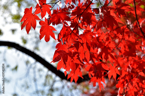 Autumn maple leaves in Hwayang-gugok, Korea photo