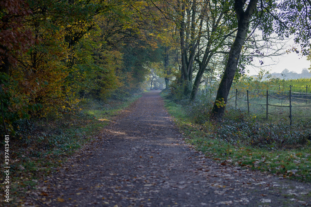 Fototapeta premium Quiet tree lined country road in autumn