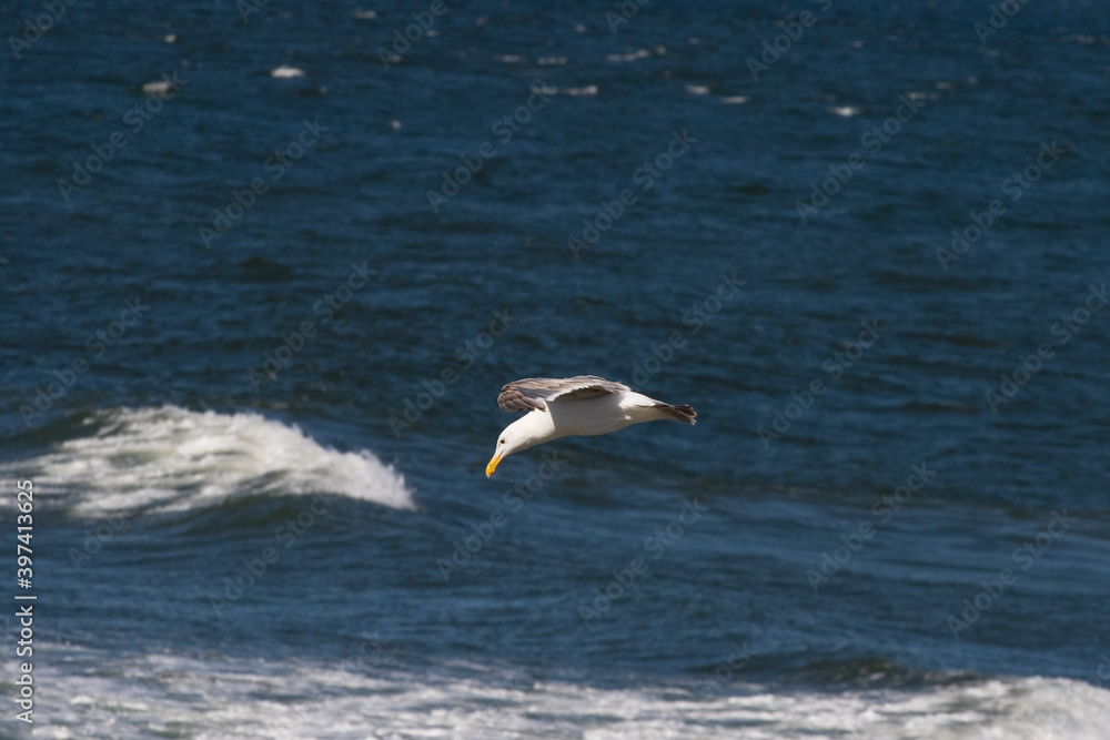 seagull in the sea seagull in the sea