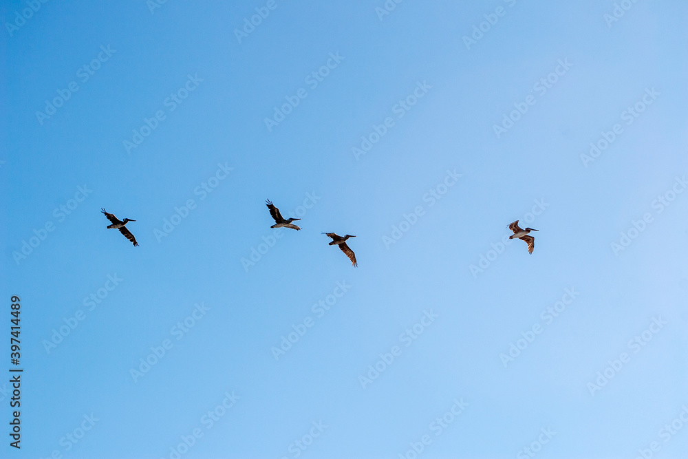 birds in flight and blue sky