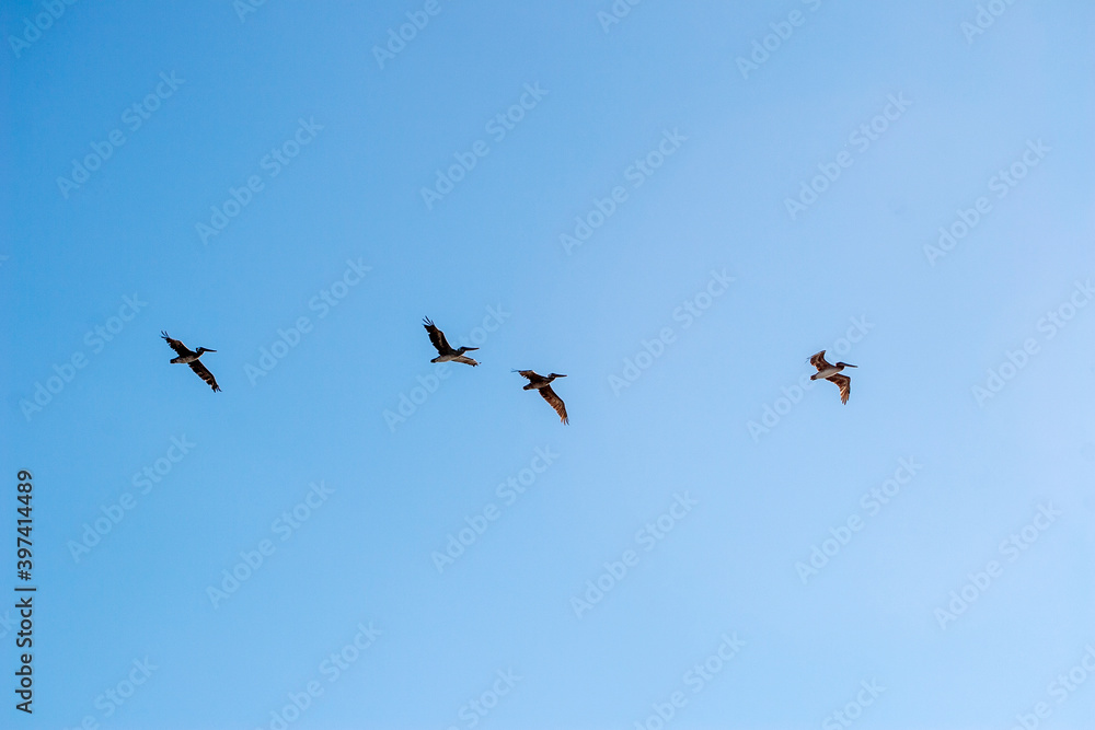 birds in flight and blue sky birds in flight and blue sky