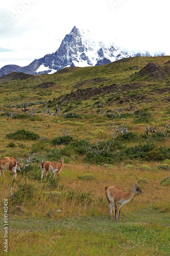 Guanako  Huanako  Lama  Lama guanicoe  Wildlebend  S  damerika  Chile  Kamel  Torres del Paine Nationalpark  Anden  Natur  Felsen  Steppe  Familie  Wildnis  Trockenheit  Landschaft  Futtersuche  Laufen