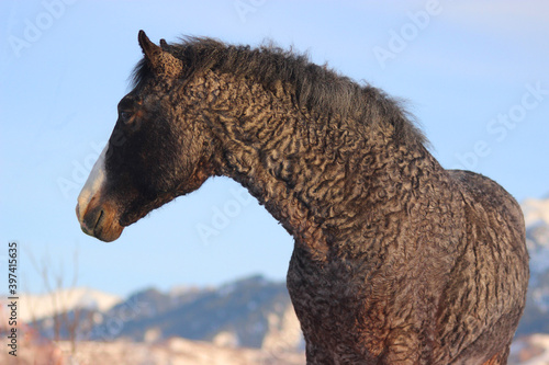 portrait of a horse, the texture of the curly horse wool, the curly American horse in winter, the curly wool of the stallion